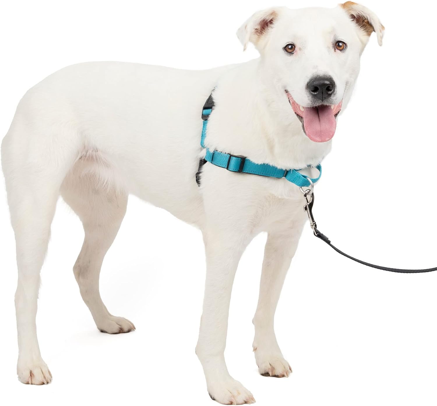PetSafe Easy Walk Harness Review (2026): Original, Deluxe or Comfort?